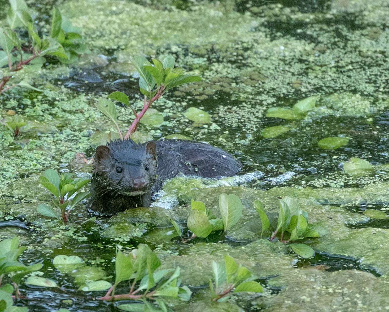Beaver Lodge